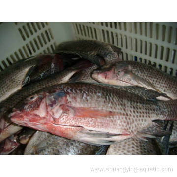 Gutted And Scaled Iqf Ivp Black Tilapia 600-900g